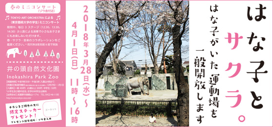 【🌸はな子がいた運動場を一般開放します🐘】<br>「はな子とサクラ。」開催のお知らせの画像・写真