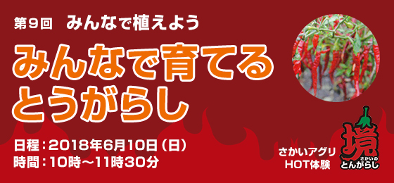 【雨天延期☔、6/17(日)開催♪】さかいアグリHOT体験「第9回 みんなで育てるとうがらし ~みんなで植えよう~」の画像・写真