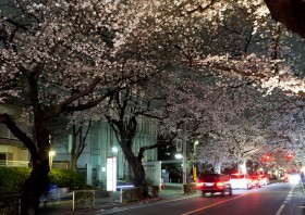 中央通り「桜並木ライトアップ」