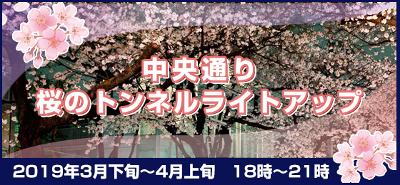 🌸中央通り 桜並木ライトアップ2019🌸の画像・写真