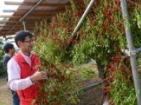 みんなで育てるとうがらしの収穫