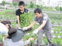 みんなで育てるとうがらし