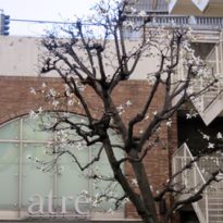 コブシ（平和通り）