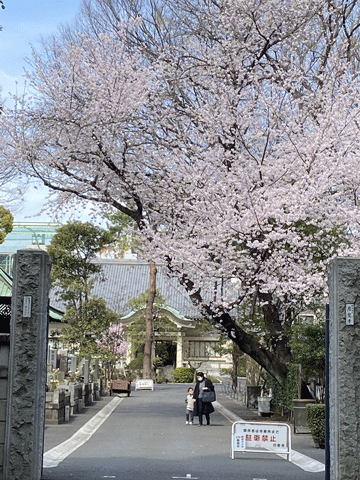 2022年　月窓寺の桜