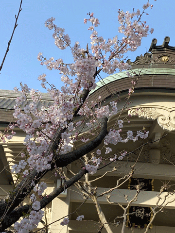 2022年　月窓寺の桜