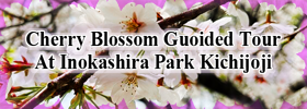 Cherry Blossom Guoided Tour At Inokashira Park Kichijoji